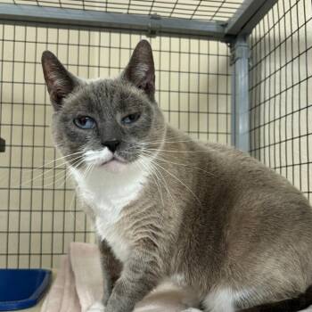 Domestic Short Hair Cats Available for Adoption in Medford, Oregon - Franny | PetCurious
