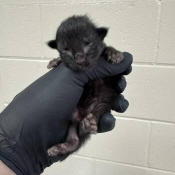 Domestic Medium Hair Cats Available for Adoption in Reno, Nevada - Alderaan | PetCurious