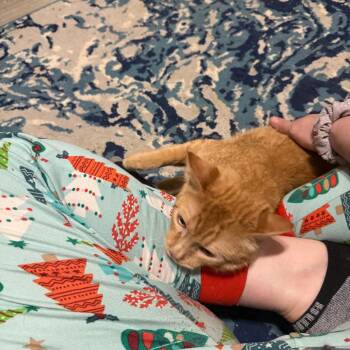 Domestic Short Hair Cats Available for Adoption in Eagle Mountain, Utah - Tavuk Carter | PetCurious