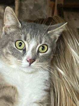 Domestic Short Hair Cats Available for Adoption in Greenwich Township, New Jersey - Andi | PetCurious