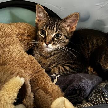 Wood -  Domestic Short Hair Cat for Adoption in Evanston, Illinois - Wood | PetCurious