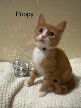 Poppy -  Domestic Short Hair Cat for Adoption in Groveland, Massachusetts - Poppy | PetCurious