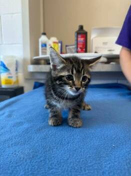 Graham Cracker -  Domestic Short Hair Cat for Adoption in Marion, Ohio - Graham Cracker | PetCurious
