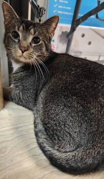 Domestic Short Hair Cats Available for Adoption - Mocha | PetCurious