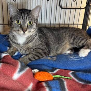 Kellie -  Domestic Short Hair Cat for Adoption in Saginaw, Michigan - Kellie | PetCurious