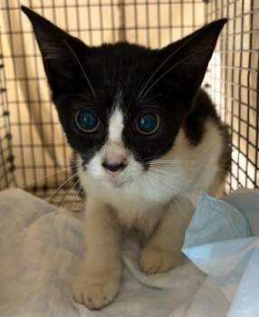 A2479735 -  Domestic Short Hair Cat for Adoption in Fort Lauderdale, Florida - A2479735 | PetCurious