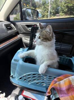 Sonoma -  Domestic Medium Hair Cat for Adoption in Lafayette, Colorado - Sonoma | PetCurious