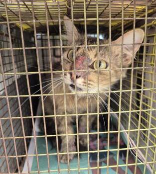 TAFFY -  Domestic Medium Hair Cat for Adoption in San Antonio, Texas - TAFFY | PetCurious