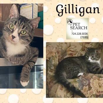 Rescue Domestic Short Hair Cats for Adoption in Washington, Pennsylvania - Gilligan | PetCurious