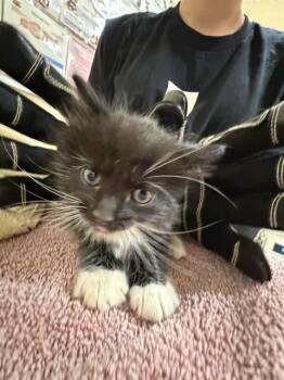 Domestic Short Hair Cats Available for Adoption in Fremont, California - CHALUPA DELUXE | PetCurious