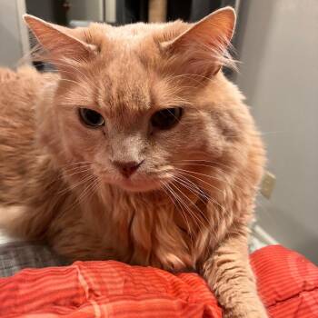 Ziggy -  Domestic Medium Hair Cat for Adoption in Springfield, Illinois - Ziggy | PetCurious