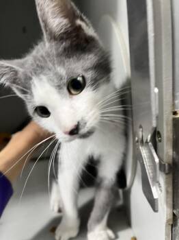 George -  Domestic Short Hair Cat Available for Adoption in Dayton, Minnesota - George | PetCurious