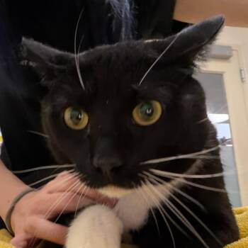 Pancho -  Domestic Short Hair Cat for Adoption in Murray, Utah - Pancho | PetCurious