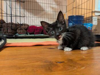 Dash (Hades) IN FOSTER -  Domestic Short Hair Cat for Adoption in Danielsville, Georgia - Dash (Hades) IN FOSTER | PetCurious