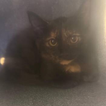 Carmella -  Domestic Short Hair Cat for Adoption in Birmingham, Alabama - Carmella | PetCurious