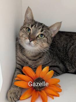 Gazelle -  Domestic Short Hair Cat for Adoption in Flint, Michigan - Gazelle | PetCurious