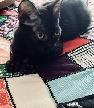 Baby Bear -  Domestic Short Hair Cat for Adoption in Phoenix, Arizona - Baby Bear | PetCurious