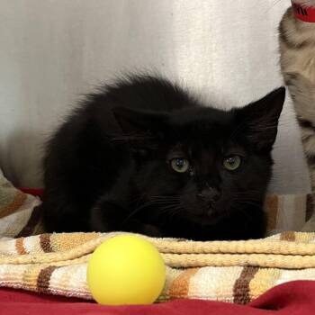 Chocolat (bonded w/ Kuromi) -  Domestic Short Hair Cat for Adoption in Oakland, California - Chocolat (bonded W/ Kuromi) | PetCurious