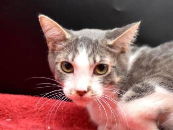 Domestic Short Hair Cats Available for Adoption - Louie | PetCurious