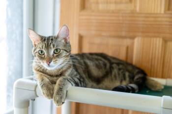 Rescue Bengal Cats for Adoption in Chicago, Illinois - Player | PetCurious