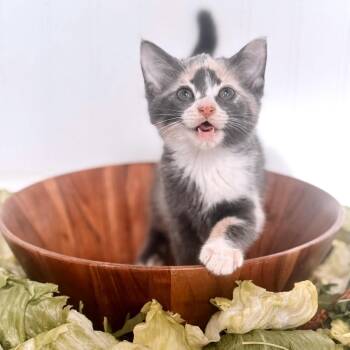 Chard -  Domestic Short Hair Cat for Adoption in Brownsboro, Alabama - Chard | PetCurious