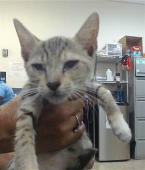 THUMBELINA -  Domestic Short Hair Cat for Adoption in Doral, Florida - THUMBELINA | PetCurious