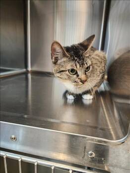 Rescue Domestic Short Hair Cats for Adoption in Houston, Texas - STACY | PetCurious