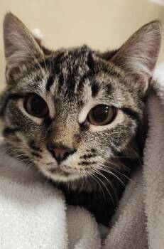 Domestic Short Hair Cats Available for Adoption - Devonian | PetCurious