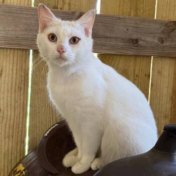 Snowball -  Domestic Short Hair Cat for Adoption in Huntsville, Alabama - Snowball | PetCurious