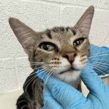 Daisy -  Domestic Short Hair Cat for Adoption in Edinburg, Texas - Daisy | PetCurious