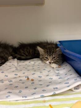 Lilly (Milligan Ave) -  Domestic Long Hair Cat for Adoption in Johnson City, Tennessee - Lilly (Milligan Ave) | PetCurious