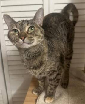 Maribel -  Domestic Short Hair Cat for Adoption in Wilkesboro, North Carolina - Maribel | PetCurious