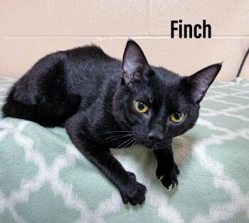 Domestic Short Hair Cats Available for Adoption in Clearfield, Kentucky - Finch | PetCurious