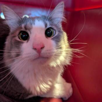 Domestic Long Hair Cats Available for Adoption - Newton | PetCurious