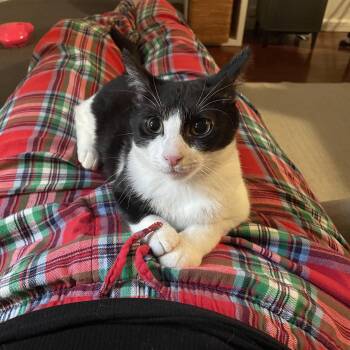 Rescue Domestic Short Hair Cats for Adoption in Stamford, Connecticut - Stunning, Snuggly Santorini | PetCurious