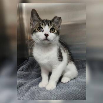 Pepsi -  Domestic Short Hair Cat for Adoption in Toledo, Ohio - Pepsi | PetCurious