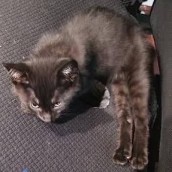Domestic Short Hair Cats Available for Adoption in South Elgin, Illinois - Zim | PetCurious