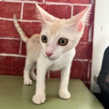 Victoria -  Domestic Short Hair Cat for Adoption in Laredo, Texas - Victoria | PetCurious