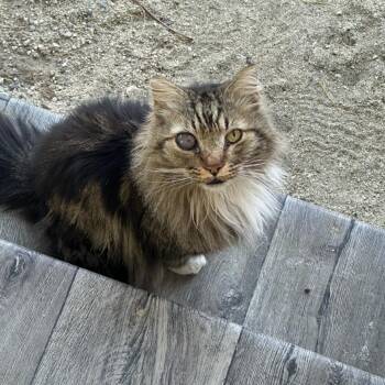 Domestic Long Hair Cats Available for Adoption - Jack | PetCurious
