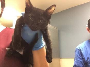 RASBERRY TART -  Domestic Short Hair Cat for Adoption in Riverside, California - RASBERRY TART | PetCurious