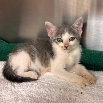 Jelly Bean -  Domestic Short Hair Cat for Adoption in Lake Panasoffkee, Florida - Jelly Bean | PetCurious