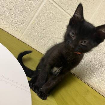Seal Slippers -  Domestic Short Hair Cat for Adoption in Charlottesville, Virginia - Seal Slippers | PetCurious
