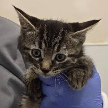 Cher -  Domestic Medium Hair Cat for Adoption in Park City, Utah - Cher | PetCurious