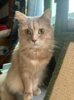Pudding -  Domestic Long Hair Cat for Adoption in Oceanside, California - Pudding | PetCurious