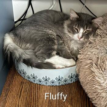 Fluffy @Paws and Purrs -  Domestic Long Hair Cat for Adoption in Carmel, Indiana - Fluffy @Paws And Purrs | PetCurious