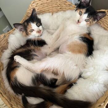 Rescue Domestic Medium Hair Cats for Adoption in Avon Park, Florida - Essie ~ Foster Or Adopter Needed | PetCurious