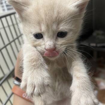 Grizzly -  Domestic Short Hair Cat for Adoption in Gloucester, Virginia - Grizzly | PetCurious