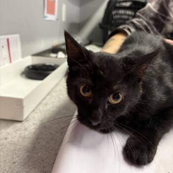 Shiloh -  Domestic Short Hair Cat for Adoption in Spokane, Washington - Shiloh | PetCurious