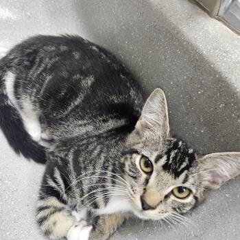 Piper & Prue -  Domestic Short Hair Cat for Adoption in Chandler, Arizona - Piper & Prue | PetCurious