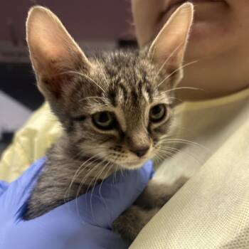 Shaggy -  Domestic Short Hair Cat for Adoption in Salt Lake City, Utah - Shaggy | PetCurious